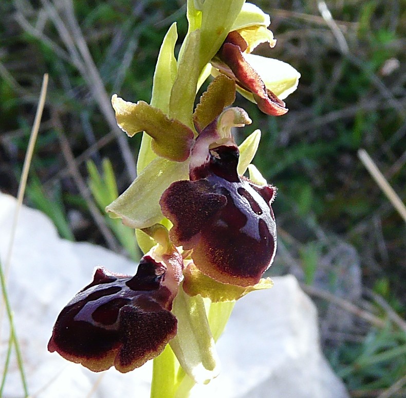 Ophrys Garganica